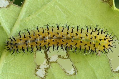 Réf. 223 201 : Periclista lineolata